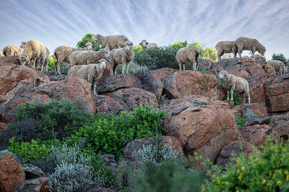 Sheep grazing on rocky terrain with a blue sky in the background
